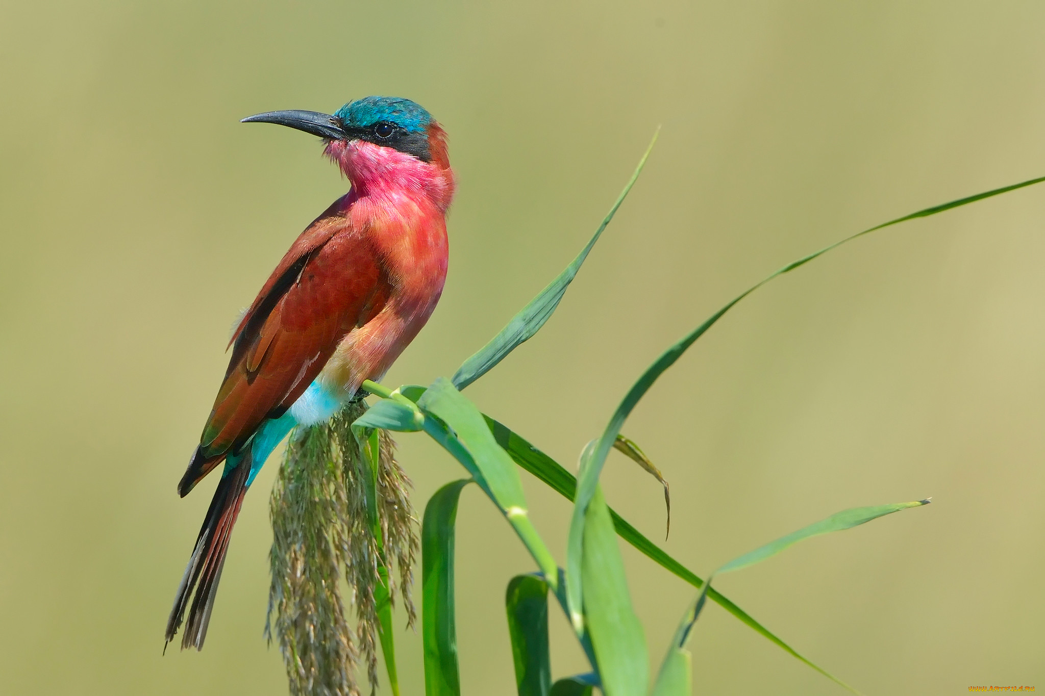 ,  , , formerly, carmine, bee-eater, southern, , , , merops, nubicoides